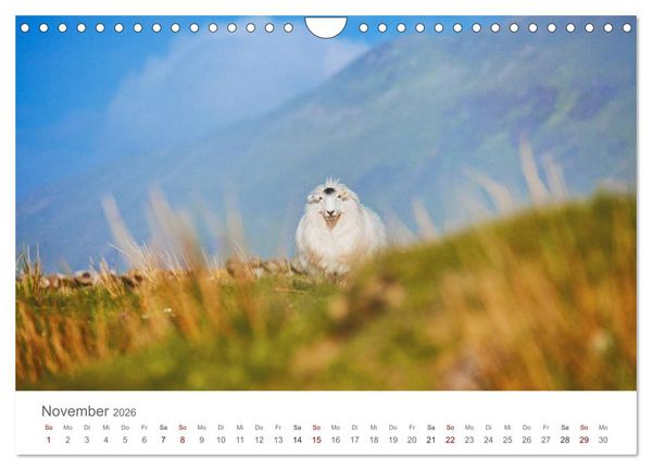 Produktbild: Schafe - Weich und wollig (Wandkalender 2026 DIN A4 quer), CALVENDO Monatskalender