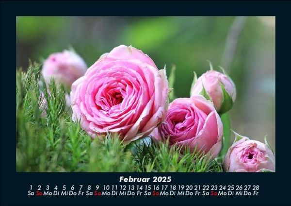Produktbild: Rosentraum 2025 Fotokalender DIN A5