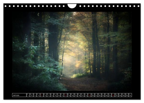 Produktbild: Der Reichswald bei Kleve (Wandkalender 2026 DIN A4 quer), CALVENDO Monatskalender