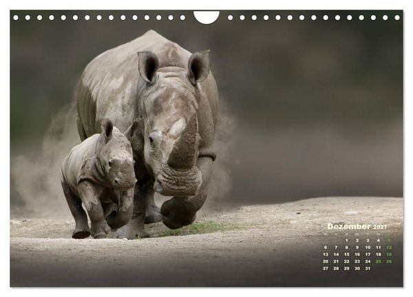 Produktbild: WILDE TIERE IN AKTION (Wandkalender 2027 DIN A4 quer), CALVENDO Monatskalender
