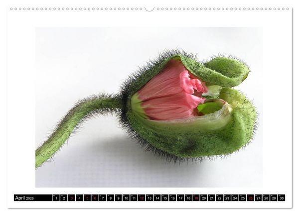 Produktbild: Mohn im Portr&auml;t (hochwertiger Premium Wandkalender 2026 DIN A2 quer), Kunstdruck in Hochglanz