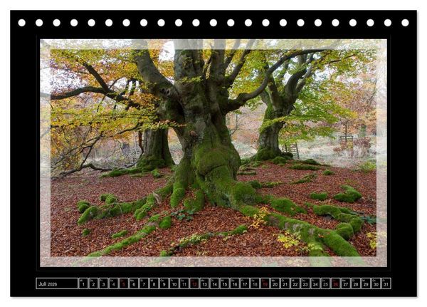 Produktbild: Zauberwald HALLOH (Tischkalender 2026 DIN A5 quer), CALVENDO Monatskalender