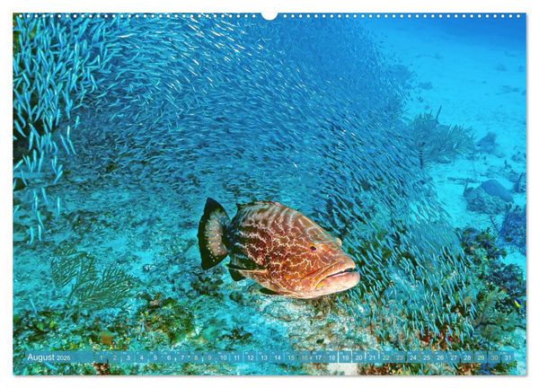 Produktbild: Tauchen: Wunderbares tiefblaues Meer (hochwertiger Premium Wandkalender 2026 DIN A2 quer), Kunstdruck in Hochglanz