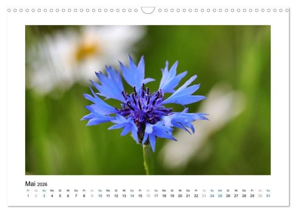 Produktbild: Kornblumen - Blaue Sch&ouml;nheiten (Wandkalender 2026 DIN A3 quer), CALVENDO Monatskalender