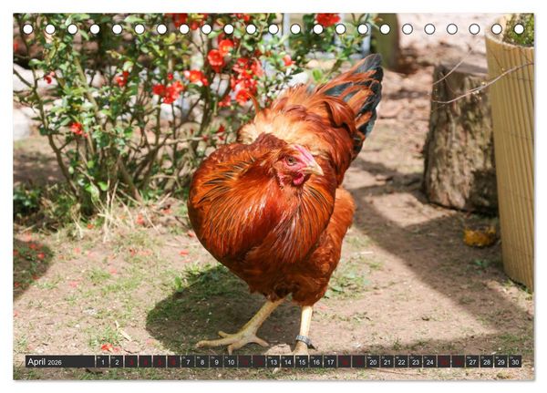 Produktbild: H&uuml;hner im eigenen Garten (Tischkalender 2026 DIN A5 quer), CALVENDO Monatskalender