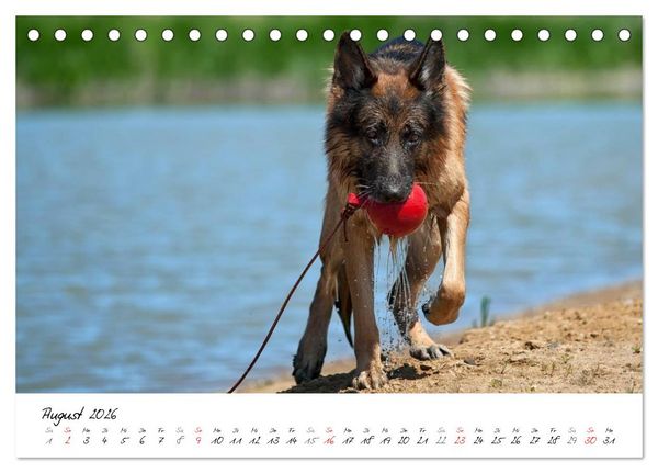 Produktbild: Deutsche Sch&auml;ferhunde - Traumhunde (Tischkalender 2026 DIN A5 quer), CALVENDO Monatskalender