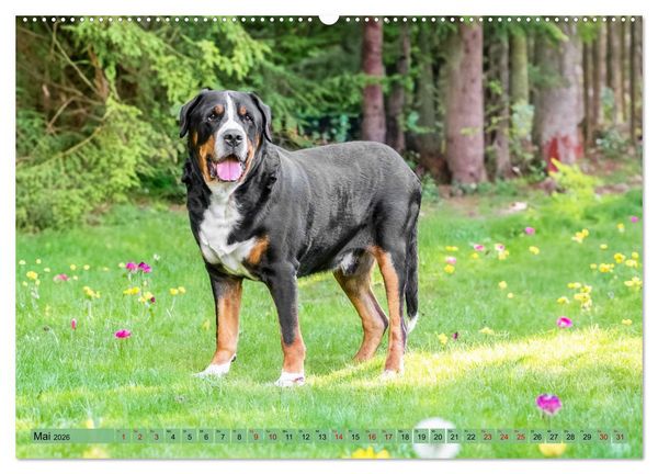 Produktbild: Gro&szlig;e Schweizer - Gigantische Sennenhunde (hochwertiger Premium Wandkalender 2026 DIN A2 quer), Kunstdruck in Hochglanz
