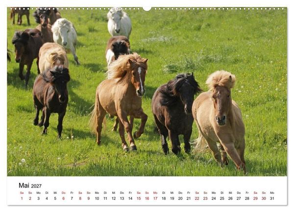 Produktbild: Islandpferde - Hufschlag aus Feuer und Eis (hochwertiger Premium Wandkalender 2027 DIN A2 quer), Kunstdruck in Hochglanz