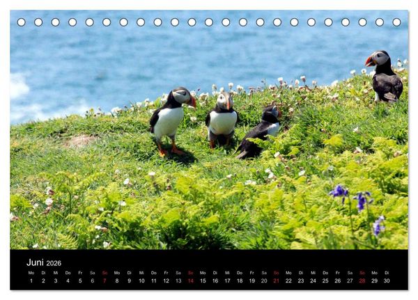 Produktbild: Puffins, Papageitauchern ganz nah (Tischkalender 2026 DIN A5 quer), CALVENDO Monatskalender