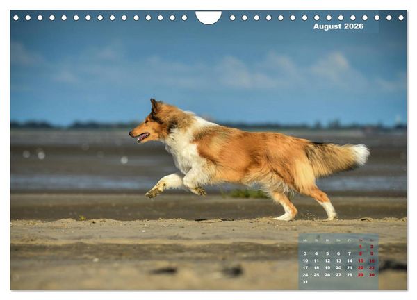 Produktbild: Collies? Was sonst! (Wandkalender 2026 DIN A4 quer), CALVENDO Monatskalender
