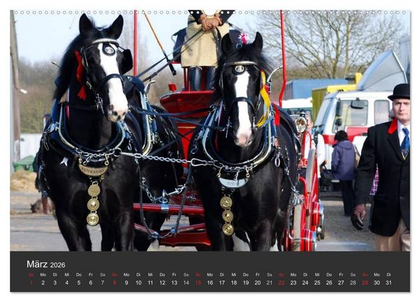 Produktbild: Shire Horse &bull; Prunkvolle Giganten (hochwertiger Premium Wandkalender 2026 DIN A2 quer), Kunstdruck in Hochglanz