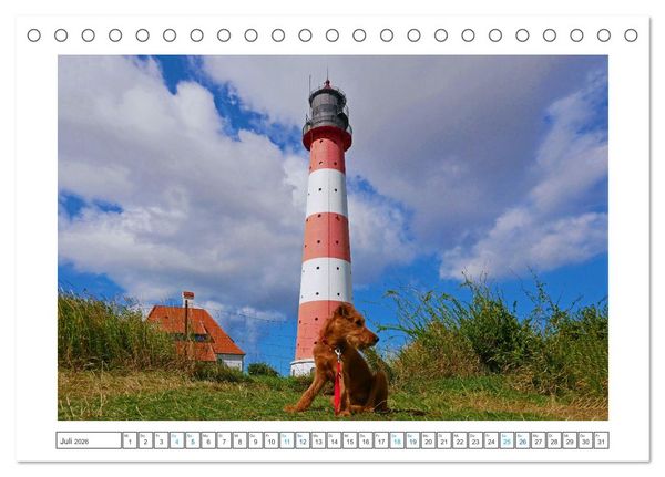 Produktbild: Chiara, ein junger Irish Terrier (Tischkalender 2026 DIN A5 quer), CALVENDO Monatskalender
