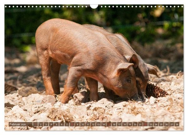 Produktbild: Gl&uuml;ckliche Schweine Berkshire-Iberico Ferkel (Wandkalender 2026 DIN A3 quer), CALVENDO Monatskalender