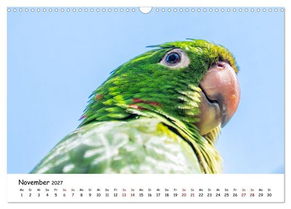 Produktbild: Aras und bunte Sittiche: Exotische Papageien-Portr&auml;ts (Wandkalender 2027 DIN A3 quer), CALVENDO Monatskalender