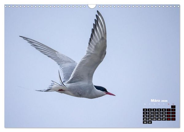 Produktbild: Die Vogelwelt der &Auml;u&szlig;eren Hebriden (Wandkalender 2026 DIN A3 quer), CALVENDO Monatskalender