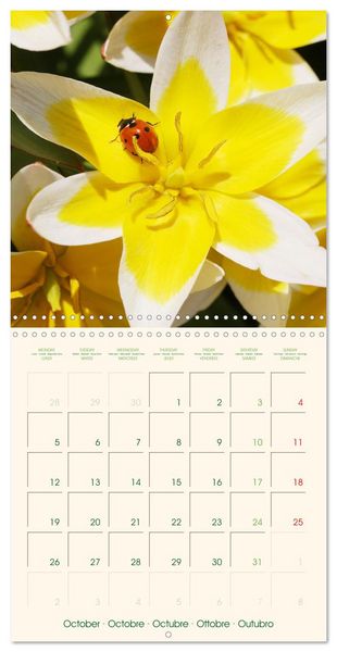 Produktbild: Tulipes charmantes et fra&icirc;ches (Calendrier mural carr&eacute; 2026 30x30 cm) Calendrier double avec une page pour vos prises de notes