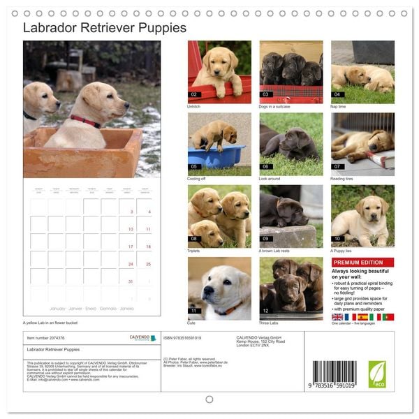 Produktbild: Labrador Retriever Puppies (Wall Calendar 2026 12 &times; 12 Inch) CALVENDO 12 Month Wall Calendar