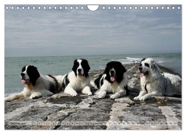 Produktbild: Landseer - Das Wasser ist ihr Element (Wandkalender 2026 DIN A4 quer), CALVENDO Monatskalender