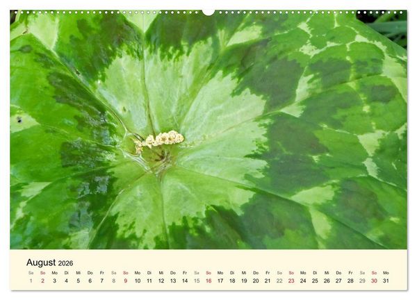Produktbild: Kraftquelle Gr&uuml;n (Wandkalender 2026 DIN A2 quer), CALVENDO Monatskalender