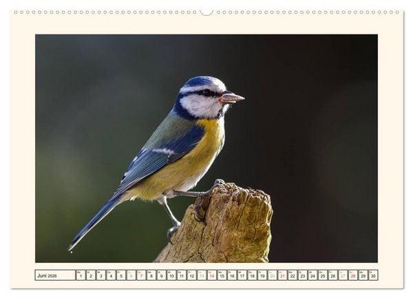 Produktbild: Gefiederte Sch&ouml;nheiten - Die Blaumeise (Wandkalender 2026 DIN A2 quer), CALVENDO Monatskalender