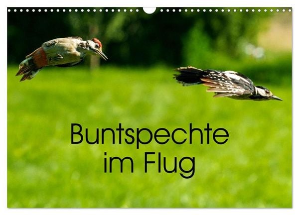 Produktbild: Buntspechte im Flug (Wandkalender 2027 DIN A3 quer), CALVENDO Monatskalender