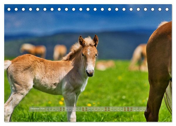 Produktbild: Haflinger Pferde in Th&uuml;ringen (Tischkalender 2026 DIN A5 quer), CALVENDO Monatskalender