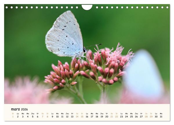 Produktbild: Nos amis les insectes (Calendrier mural 2026 DIN A4 vertical), CALVENDO calendrier mensuel