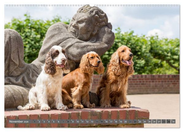 Produktbild: English Cocker Spaniels - Ein Spaziergang im Park (hochwertiger Premium Wandkalender 2026 DIN A2 quer), Kunstdruck in Hochglanz
