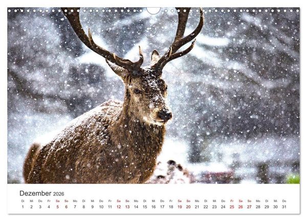 Produktbild: Rothirsche - Die imposanten K&ouml;nige der W&auml;lder. (Wandkalender 2026 DIN A3 quer), CALVENDO Monatskalender
