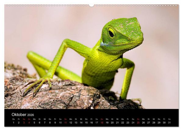 Produktbild: Philippinen - Natur und Fiesta (hochwertiger Premium Wandkalender 2026 DIN A2 quer), Kunstdruck in Hochglanz