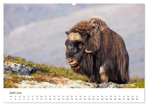 Produktbild: Die letzten Moschusochsen Europas (hochwertiger Premium Wandkalender 2026 DIN A2 quer), Kunstdruck in Hochglanz