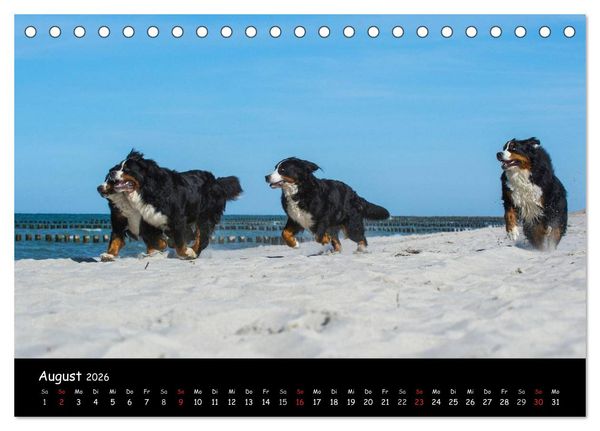 Produktbild: Berner Sennenhund 2026 (Tischkalender 2026 DIN A5 quer), CALVENDO Monatskalender