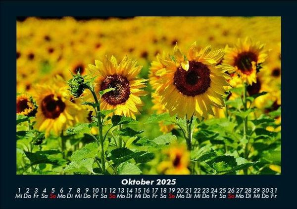 Produktbild: Blumenkalender 2025 Fotokalender DIN A5