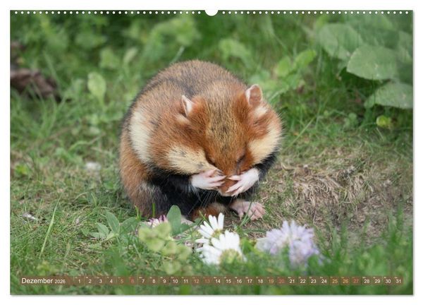 Produktbild: Feldhamster Herbert Kleine Pfoten, gro&szlig;e Pers&ouml;nlichkeit (hochwertiger Premium Wandkalender 2026 DIN A2 quer), Kunstdruck in Hochglanz