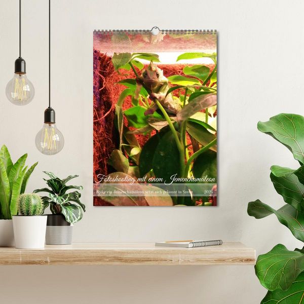 Produktbild: Fotoshooting mit einem Jemencham&auml;leon (Wandkalender 2026 DIN A3 hoch), CALVENDO Monatskalender