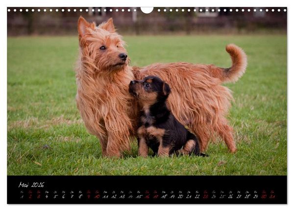 Produktbild: Australian Terrier Welpen (Wandkalender 2026 DIN A3 quer), CALVENDO Monatskalender