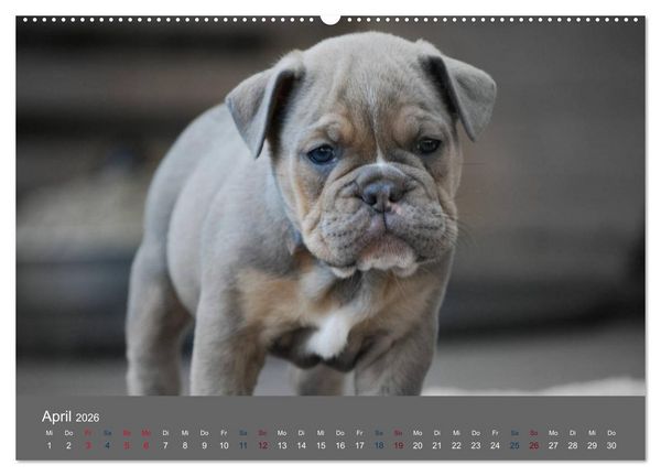 Produktbild: Bulldoggen-Zwerge (hochwertiger Premium Wandkalender 2026 DIN A2 quer), Kunstdruck in Hochglanz