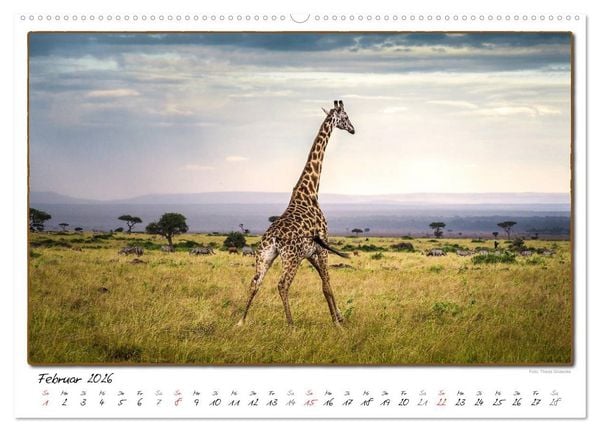 Produktbild: Abenteuer Masai Mara (Wandkalender 2026 DIN A2 quer), CALVENDO Monatskalender
