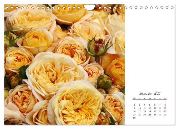 Produktbild: Die vielen Gesichter der Rosen (Wandkalender 2026 DIN A4 quer), CALVENDO Monatskalender