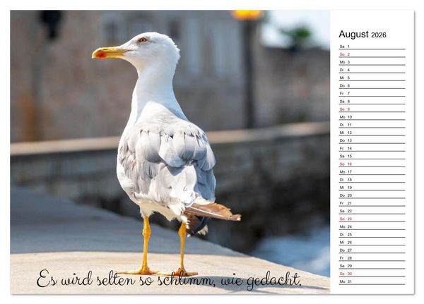 Produktbild: Lebensweisheiten der M&ouml;we - Im Flug des Lebens (Tischkalender 2026 DIN A5 quer), CALVENDO Monatskalender
