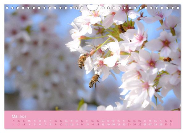 Produktbild: Zarte Kirschbl&uuml;ten - Berauschende Gedankend&uuml;fte (Wandkalender 2026 DIN A4 quer), CALVENDO Monatskalender