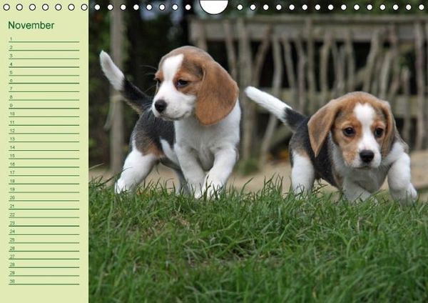 Produktbild: Puppies Birthday Calendar / UK-Version (Wall Calendar perpetual DIN A4 Landscape)