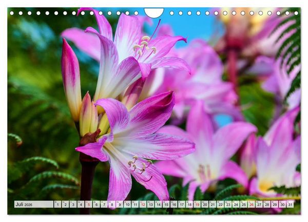 Produktbild: Ein Tag auf Madeira (Wandkalender 2026 DIN A4 quer), CALVENDO Monatskalender