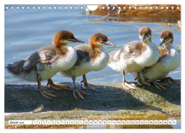 Produktbild: Niedliche Entenk&uuml;ken (Wandkalender 2026 DIN A4 quer), CALVENDO Monatskalender