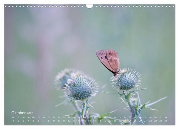 Produktbild: Eine Safari im Garten (Wandkalender 2026 DIN A3 quer), CALVENDO Monatskalender