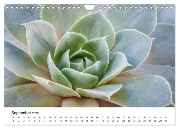 Produktbild: Sukkulenten Galerie (Wandkalender 2026 DIN A4 quer), CALVENDO Monatskalender