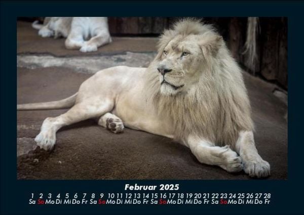 Produktbild: L&ouml;wen in der Wildnis 2025 Fotokalender DIN A5