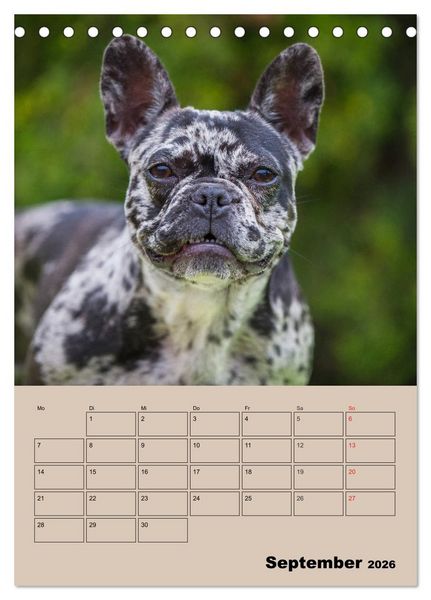 Produktbild: Jahresplaner Franz&ouml;sische Bulldogge (Tischkalender 2026 DIN A5 hoch), CALVENDO Monatskalender