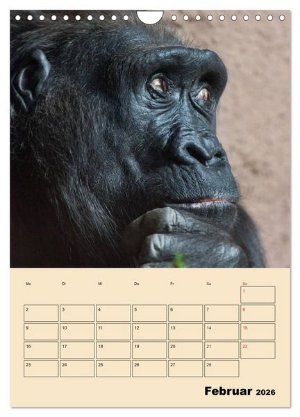 Produktbild: Gorillas (Wandkalender 2026 DIN A4 hoch), CALVENDO Monatskalender