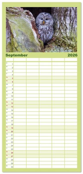 Produktbild: Familienplaner 2026 - Eulen - Fl&uuml;gel der Nacht mit 5 Spalten (Wandkalender, 21 x 45 cm) CALVENDO